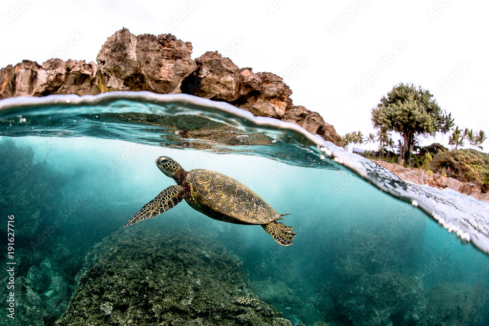 Beautiful Green sea turtle swimming in tropical island reef in hawaii, split over/underwater picture - obrazy, fototapety, plakaty 