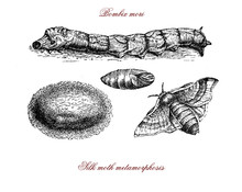 Bombix Mori, Silkworm, Cocoon, Silk Moth Metamorphosis Vintage Engraving