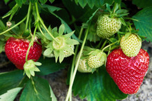 Closeup Of Fresh Organic Strawberry On Bush With Green Leaves Growing In The Garden, Copy Space. Organic Strawberries. Natural Background. Agriculture, Healthy Food Concept