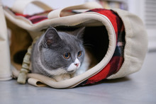 Grey Cat Hiding In A Bag