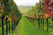 Vineyards palatine rhine valley germany