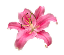 Pink Lily Flower Isolated On White Background, Clipping Path Included