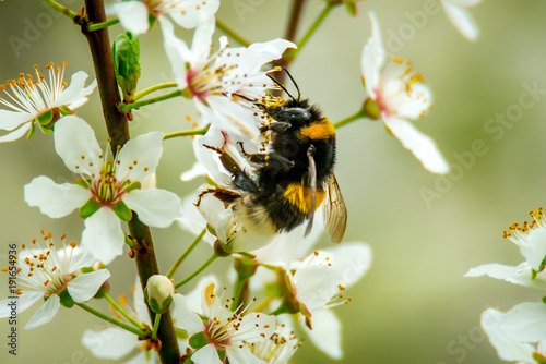 Hummeln Fuer Den Garten Kaufen 1000 Garten Design Ide