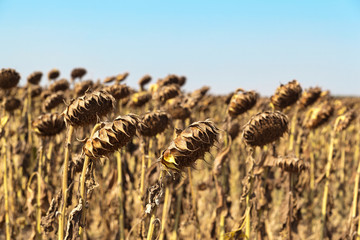 Agricultural field of dry ripe sunflower ready for harvest