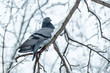 © bravissimos - Branches with snow in a winter cold forest and a pigeon bird