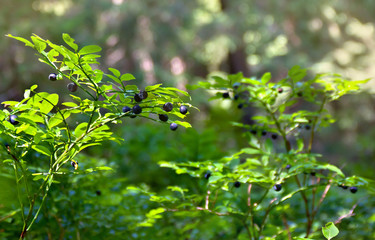 Wall Mural - Shrubs with ripe fruit wild bilberries in forest in sunlight.