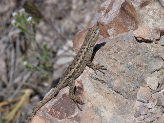 western fence lizard, pinnacles national park, california, usa