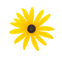 Black Eyed Susan- Rudbeckia Flower Isolated On White Background.