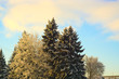 Деревья наряжены белым мехом инея в ясный морозный день.