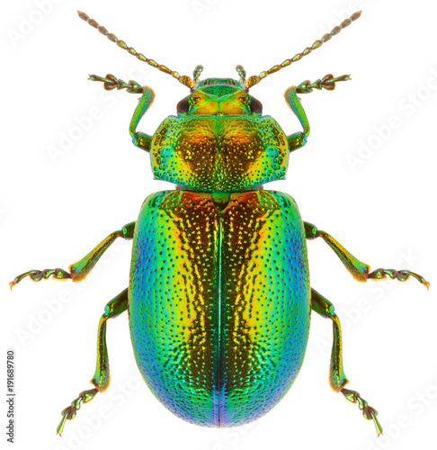 Fotografía Leaf beetle Chrysolina graminis isolated on white background, dorsal view of beetle