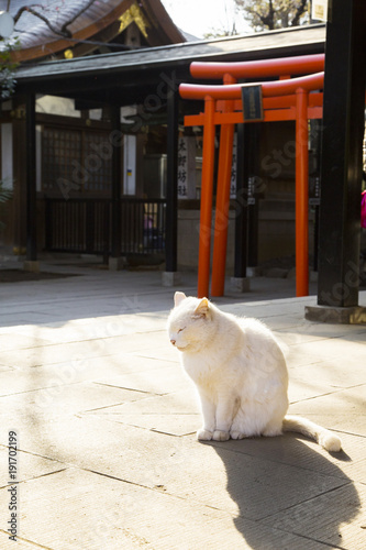 愛宕神社末社 社務所前にいた猫 Stock Photo Adobe Stock