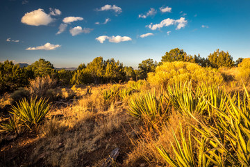 Wall Mural - blue sky over the desert