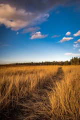 Wall Mural - follow the golden path