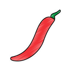 Wall Mural - chili pepper vegetable fresh condiment food vector illustration drawing image