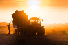 Farmer Throw Hay Bales In A Tractor Trailer