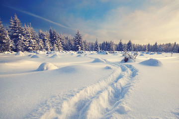 Wall Mural - Abenteuer im Winterwald