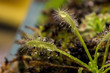 Pianta carnivora drosera capensis con gocce di colla , macro.