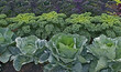 Allotment growing brassica, cabbages and kale