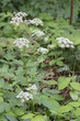 gewöhnlicher Giersch - ground elder - Aegopodium podagraria - Blüten
