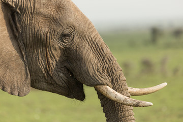 closeup of an elephant on the Maasai Mara, Kenya