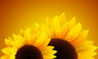 Sunflowers background, romantic flower vector background.
