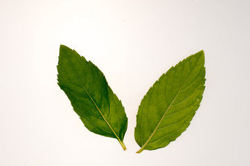 Two mint leaves