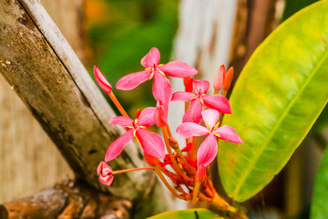 Closeup of fresh little pink Ixora flower in the garden