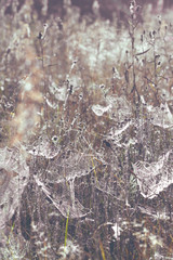 Wall Mural - spider web at sunrise