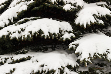 Canvas Print - Trees under the snow