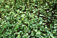 Muehlenbeckia Complexa Or Maidenhair Vine Or Creeping Wire Vine Ornamental Green Plant 