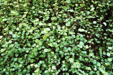 Muehlenbeckia complexa or maidenhair vine or creeping wire vine ornamental green plant 