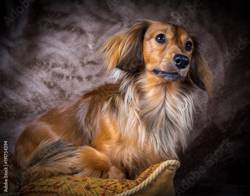 Long Haired Shaded Red Miniature Male Pedigree Dachshund Buy