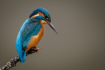 Fototapete - UK wild Kingfisher perched