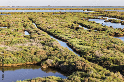 Fotografía Marisma de verde vegetación en la Laguna de La Tancada en el Parque Natural del