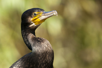 Wall Mural - Great Cormorant (Phalacrocorax carbo) in Danube Delta