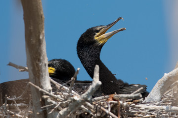 Wall Mural - Great Cormorant (Phalacrocorax carbo) in Danube Delta