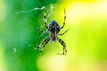 fear emotion inducing spider close up detail shot with green background