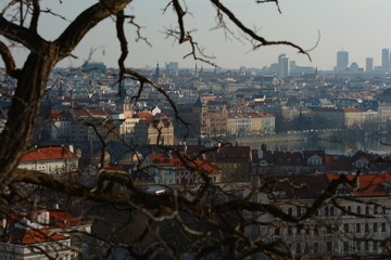 Wall Mural - Prague panorama. Nice view threw a tree. Landscape, cityscape.