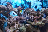Fototapeta Do akwarium - Zebra fish in the fish tank
