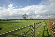 Post And Rail Fencing Around A Paddock With Sheep