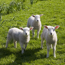 Lambs Watching
