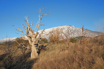 Wall Mural - Dead Oak Tree Against Mount Etna, Sicily