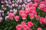 Fototapeta Tulipany - Pink and rose colored tulip flowers in a garden in Lisse, Netherlands, Europe