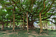 big banyan tree in the garden in China, Yangshuo