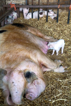 A Gloucester Old Spot Sow And Her Young Piglets Feeding In A Shed. The Runt Of The Litter Waits Till Last.