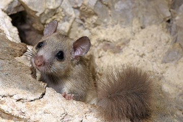 Poster - Siebenschläfer (Glis glis) - Edible dormouse 