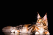 A big maine coon cat lying on the black background in a sudio, isolated.
