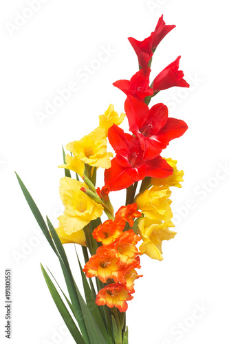 Fotografía Beautiful bouquet of multicolored gladiolus flowers isolated on white background