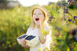 © MNStudio - Cute little girl picking fresh berries on organic blueberry farm on warm and sunny summer day