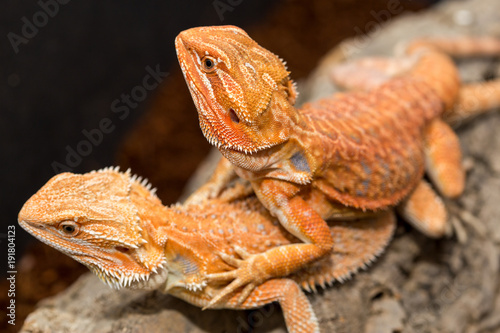 Fotografía closeup of lizards macro photography